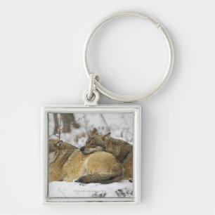 Porte-clés Loups dans le bois de Bawarian