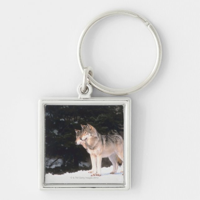 Porte-clés Loups gris (Devant)