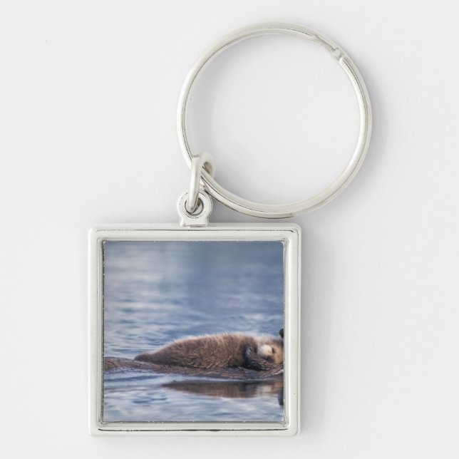Porte-clés loutre de mer, Enhydra lutris lutris (Devant)