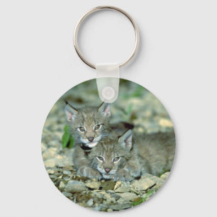 Porte-clés Lynx eurasien, jeune jeu de chatons