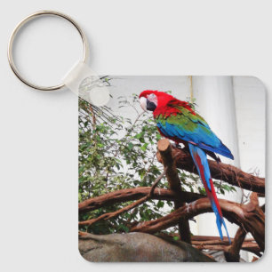 Porte-clés Macaw à ailes vertes #3 Porte - clé