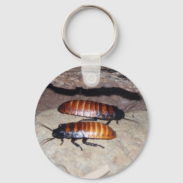 Porte-clés Madagascar Hissing Cockroach (Recto)