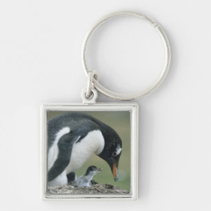 Porte-clés Manchot papou, (Pygoscelis papua), Falkland