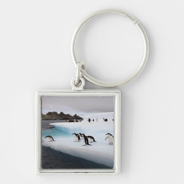 Porte-clés Manchots à collier (Devant)
