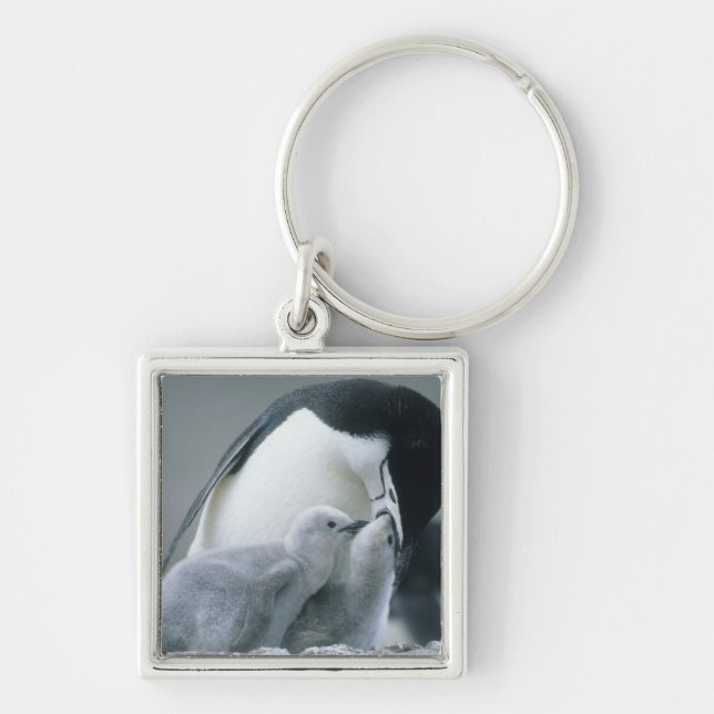 Porte-clés Manchots à collier, Pygoscelis antarctica), (Devant)