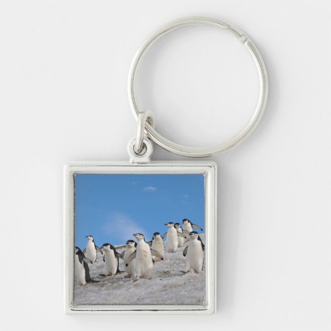 Porte-clés Manchots à Collier | Pygoscelis Antarctica (Devant)