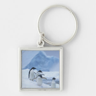 Porte-clés Manchots Adélie (Pygoscelis adeliae) sur la glace,