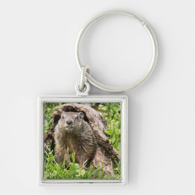 Porte-clés Marmotte dans un tronc creux (Devant)