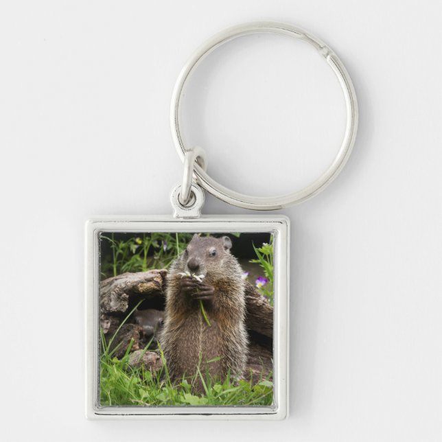 Porte-clés Marmotte mâchant une fleur (Devant)