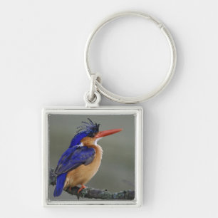 Porte-clés Martin-pêcheur à tête bleue, Alcedo cristata, Lac