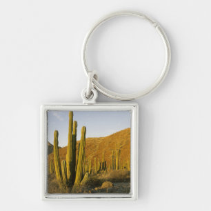 Porte-clés Mexique, Baja, Père Noël, île de Catalina, mer de