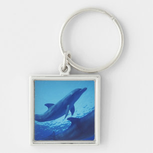 Porte-clés Mexique, Cozumel. Grand dauphin, Tursiops