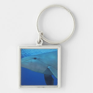 Porte-clés Mexique, Cozumel. Grand dauphin, Tursiops 4