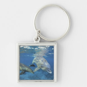 Porte-clés Mexique, Cozumel. Grand dauphin, Tursiops 5