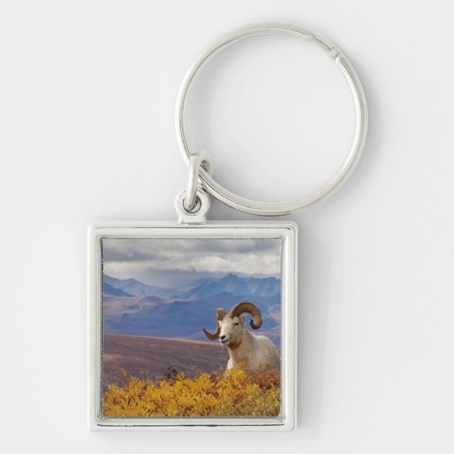 Porte-clés mouflon de Dall, Ovis dalli, bélier (Devant)