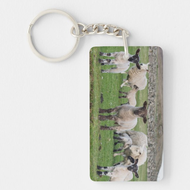 Porte-clés Mouton des Shetland (Devant)