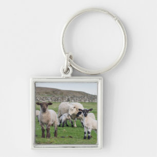 Porte-clés Mouton des Shetland
