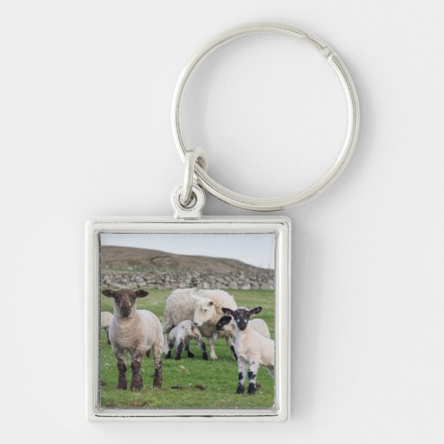 Porte-clés Mouton des Shetland (Devant)