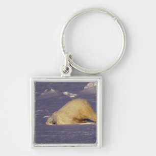 Porte-clés NA, Canada, Manitoba, Churchill, Ours polaire
