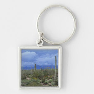 Porte-clés NA, États-Unis, Arizona, Saguaro National Monument
