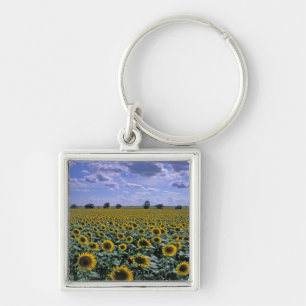 Porte-clés NA, États-Unis, Kansas, culture de tournesol