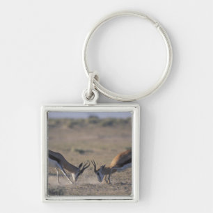 Porte-clés Namibie, parc national d'Etosha, Deux mâles