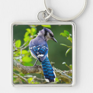 Porte-clés Nature Photography Shy Blue Jay Apparel Gifts