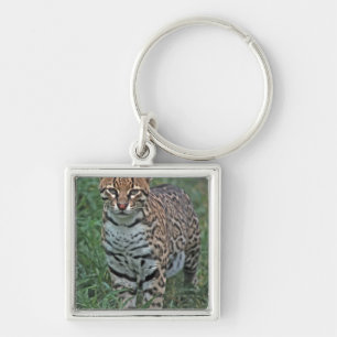 Porte-clés OCELOT (Leopardus pardalis) AMÉRIQUE CENTRALE