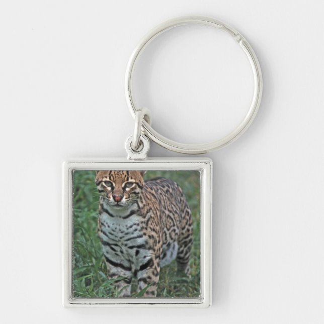 Porte-clés OCELOT (Leopardus pardalis) AMÉRIQUE CENTRALE (Devant)