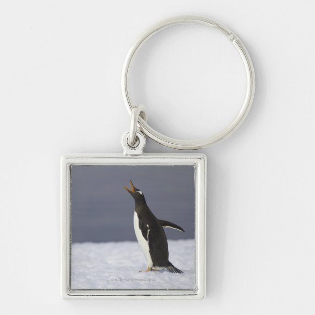 Porte-clés Oiseau adulte de pingouin de Gentoo (Pygoscelis (Devant)