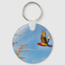 Oiseau de couleurs dans les genoux de la nature