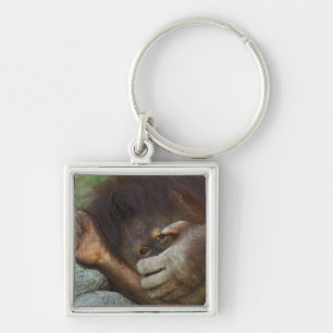 Porte-clés Orang-outan de Sumatra, Pongo pygmaeus