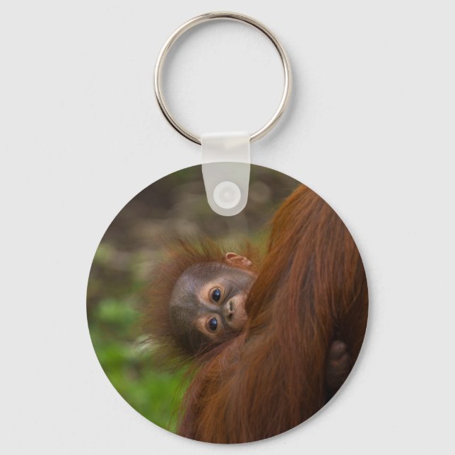 Porte-clés Orangutan Baby Avoir Un Jeu (Recto)