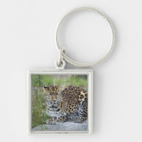 Orientalis de pardus de Panthera
