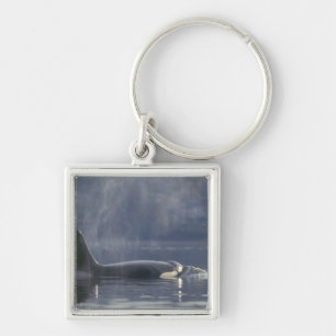 Porte-clés Orque adulte femelle (Orcinus Orca), Puget