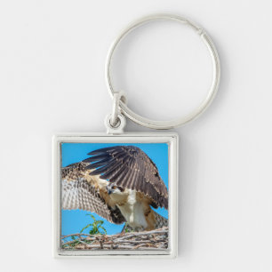 Porte-clés Osprey juvénile dans le nid