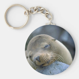 Accessoires Otarie Bebe Zazzle Fr