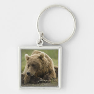 Porte-clés Ours brun, ou Ours grizzly côtier, Ursus