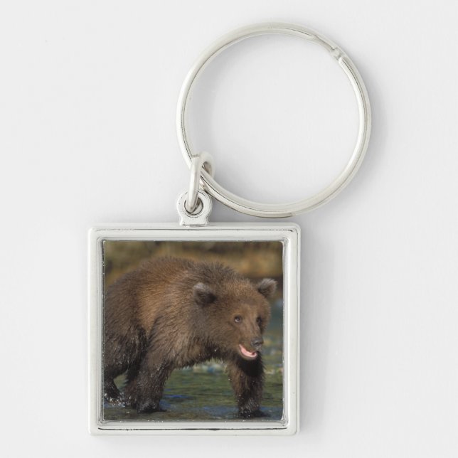 Porte-clés ours brun, Ursus arctos, grizzly, Ursus 6 (Devant)