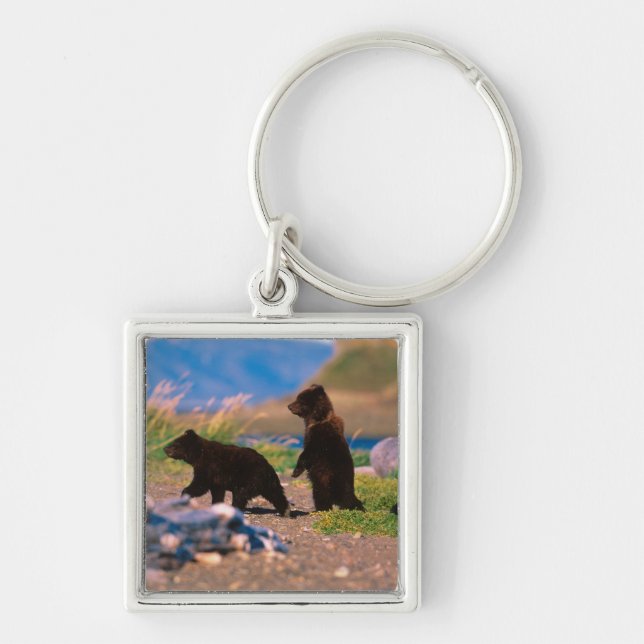 Porte-clés Ours brun, Ursus arctos, péninsule d'Alaska, (Devant)