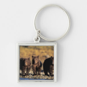 Porte-clés Ours grizzly, ours brun, oursons, Katmai National