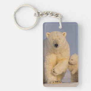 Porte-clés ours polaire, Ursus maritimus, femelle avec nouvea
