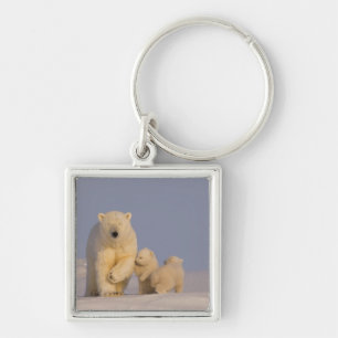 Porte-clés ours polaire, Ursus maritimus, truie avec nouveau-