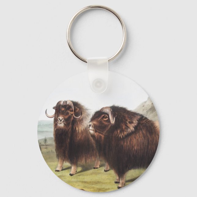 Porte-clés Ox musqué (Ovibos moschatus) (Recto)