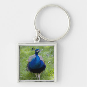 Porte-clés Paon masculin (cristatus de Pavo)