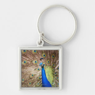 Porte-clés Paon montrant le plumage