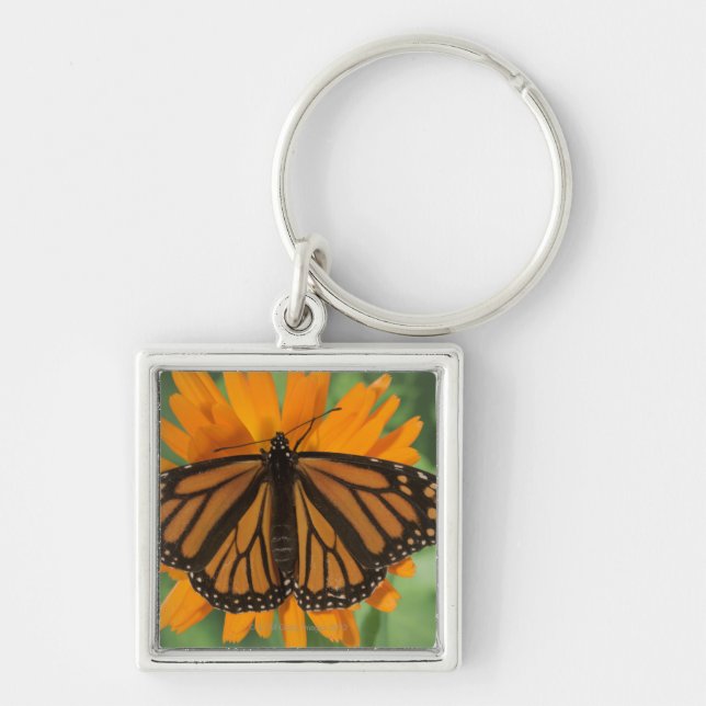 Porte-clés Papillon de monarque (plexippus de Danaus) sur le (Devant)