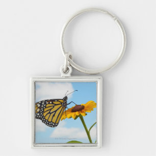 Porte-clés Papillon de monarque sur une Susan observée par