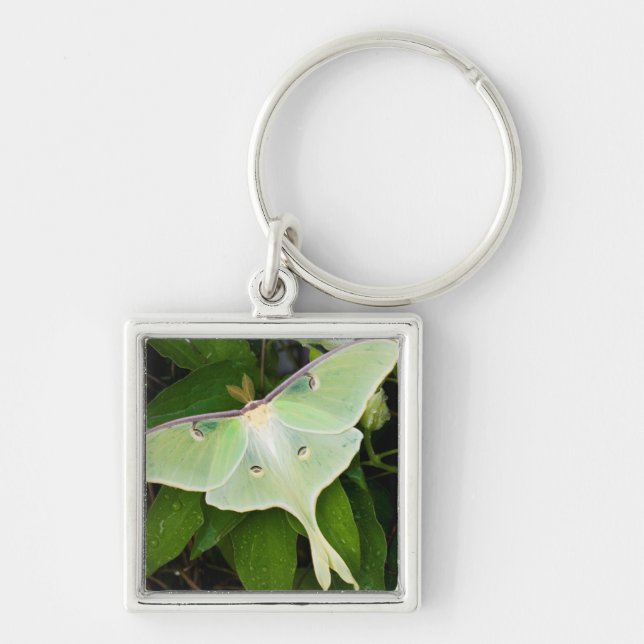 Porte-clés Papillon luna sur clématite de Carnaby (Devant)