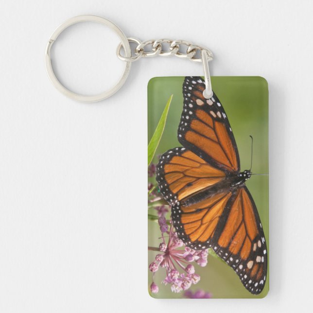 Porte-clés Papillon monarque mâle sur Asclépiade incarnate (Devant)